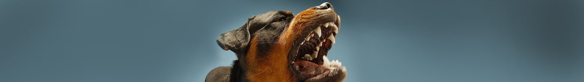 Aggressive Rottweiler barking and showing its teeth.