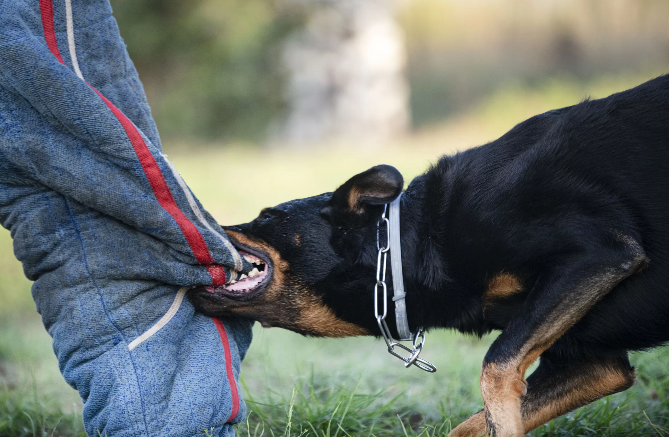 Baton Rouge Dog Attack Lawyer